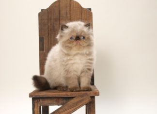 Il Gatto Himalayano 585 0 060 Gatto Himalayano